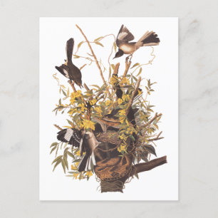 Audubon's Mockingvogels vs Rattlesnake Briefkaart