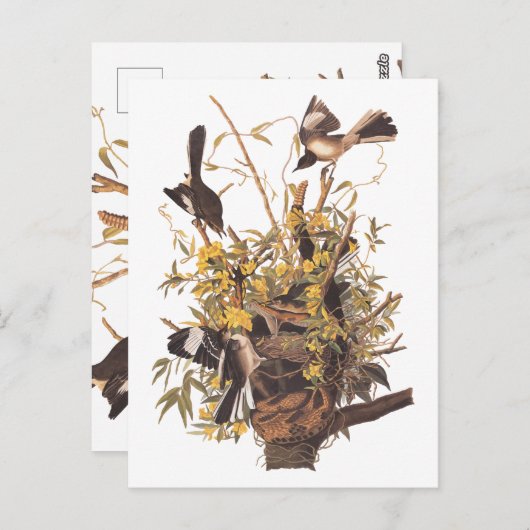 Audubon's Mockingvogels vs Rattlesnake Briefkaart (Voorkant / Achterkant)