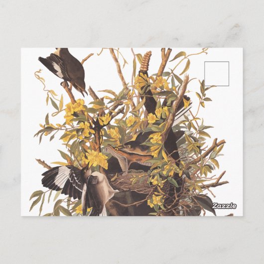 Audubon's Mockingvogels vs Rattlesnake Briefkaart (Achterkant)