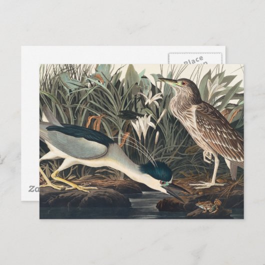Audubon's Night Heron of Qua-Bird Briefkaart (Voorkant / Achterkant)