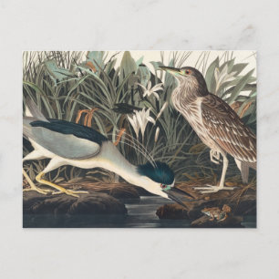 Audubon's Night Heron of Qua-Bird Briefkaart