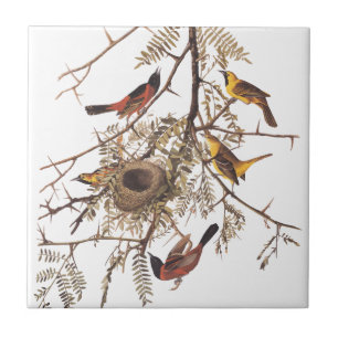 Audubon's orchard Oriole Birds in a Honey Locust Tegeltje
