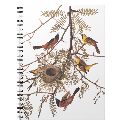 Audubon's orchard Oriole Birds Nesting in Tree Notitieboek (Voorkant)