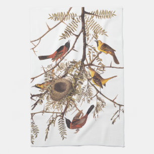 Audubon's orchard Oriole Birds Nesting in Tree Theedoek