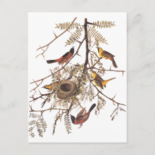 Audubon's orchard Oriole in Honey Locust Briefkaart