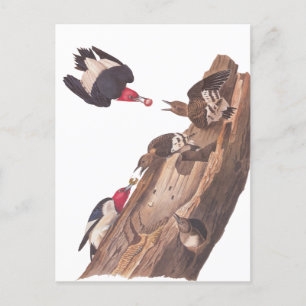 Audubon's Red-Headed Woodpecker Familie in Log Briefkaart