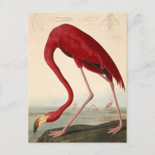 Audubon's Rode Flamingo Ansichtkaart Briefkaart