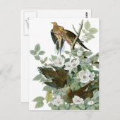 Audubon's rouwduif briefkaart (Voorkant / Achterkant)