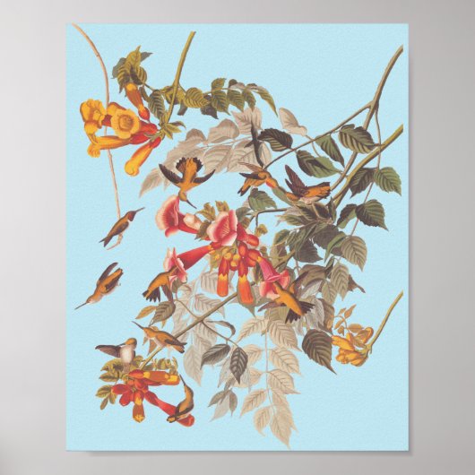Audubon's Ruby Throated Hummingbird and Flowers Poster (Voorkant)