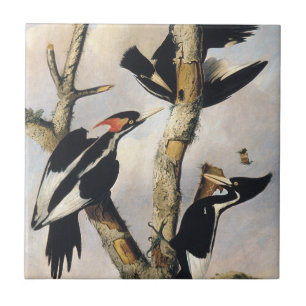 Audubons schilderij van de ivoorsnavelspecht tegeltje
