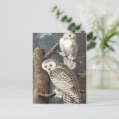 Audubon's Snowy Owl Briefkaart (Staand voorkant)