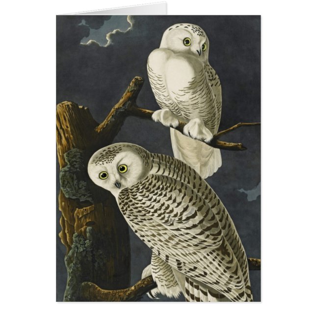 Audubon's Snowy Owls (Voorkant)