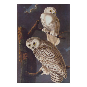 Audubon's Snowy White Owls at Night  Art Perfect Poster