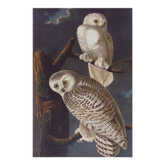 Audubon's Snowy White Owls at Night Art Perfect Poster (Voorkant)