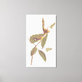 Audubon's Swainson's Warbler op Oak Branch Canvas Afdruk (Voorkant)