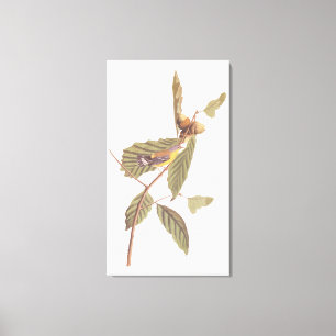 Audubon's Swainson's Warbler op Oak Branch Canvas Afdruk