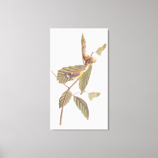 Audubon's Swainson's Warbler op Oak Branch Canvas Afdruk (Voorkant)