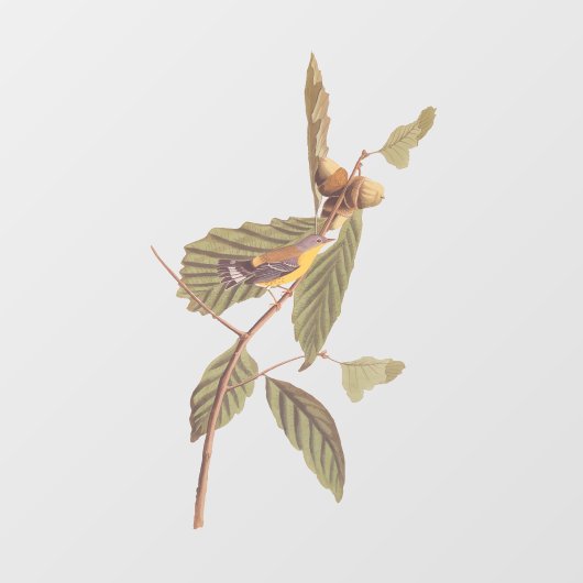 Audubon's Swainson's Warbler op Oak Branch Raamsticker (Vel)