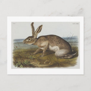 Audubon's textielhare briefkaart