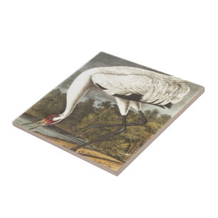 Audubon's Whooping Crane Tegeltje