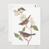 Audubon's Witte Keelmus Briefkaart (Voorkant / Achterkant)