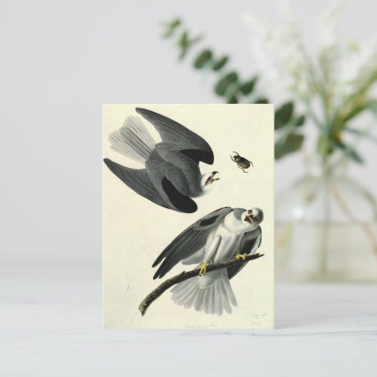 Audubon's witte-staartkite briefkaart (Staand voorkant)