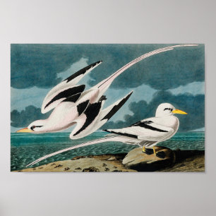 Audubon's witte tropicvogel poster
