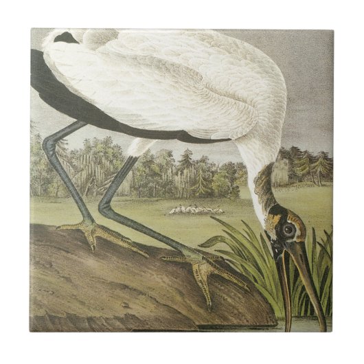 Audubons' Wood Stork Tegeltje (Voorkant)