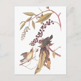 Audubon's Worm Eating Warbler Briefkaart