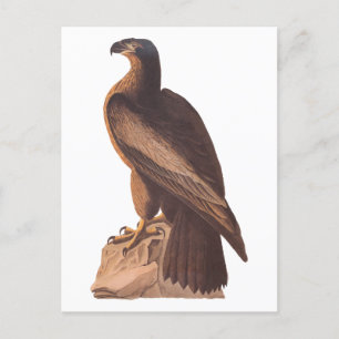 Audubon's Young Bald Eagle on Brown Rock Briefkaart