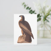Audubon's Young Bald Eagle on Brown Rock Briefkaart (Staand voorkant)