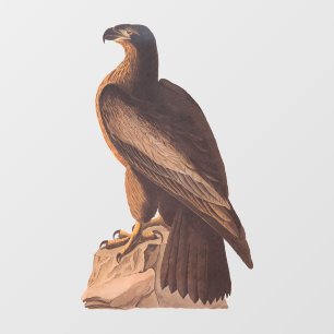 Audubon's Young Bald Eagle on Brown Rock Raamsticker