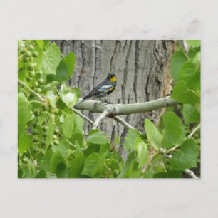 Audubon's Zanger Natuurfotografie Briefkaart