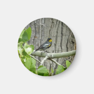 Audubon's Zanger Natuurfotografie Magneet
