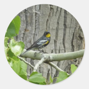 Audubon's Zanger Natuurfotografie Ronde Sticker