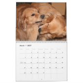 Augie et calendrier 2012 du golden retriever du Ti (Mar 2027)