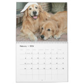Augie et calendrier 2013 du golden retriever du Ti (Feb 2026)