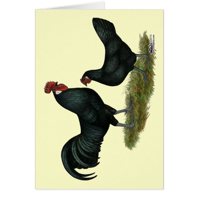 Augsburger Chickens (Voorkant)