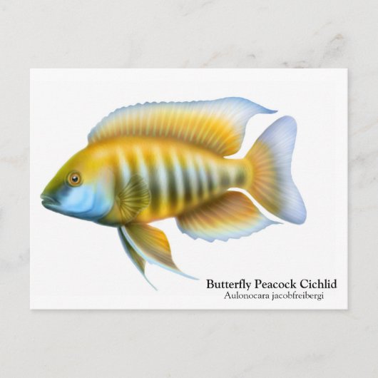 Aulonocara jacobfreibergi Briefkaart (Voorkant)