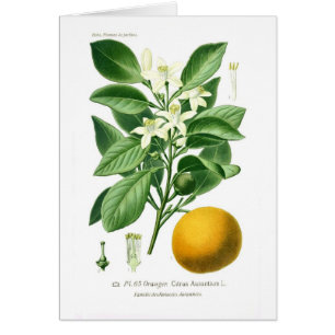 Auranticum d'agrume (orange amère)
