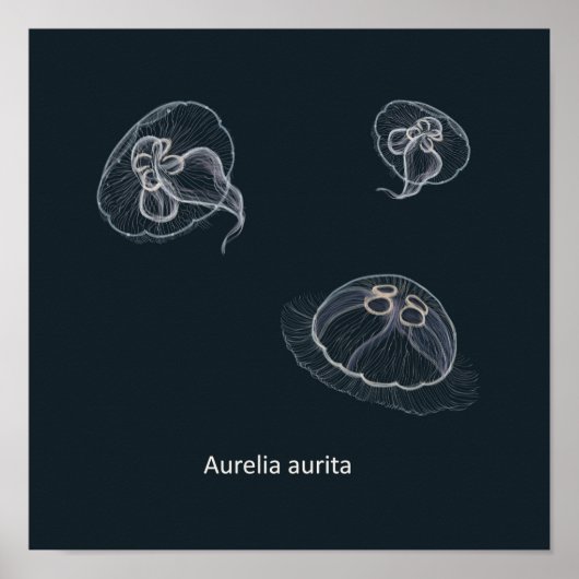 Aurelia aurita Educatief Poster (Voorkant)