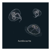 Aurelia aurita Educatief Poster Perfect Poster (Voorkant)