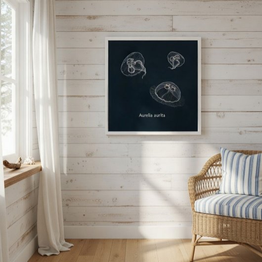 Aurelia aurita Poster éducatif