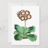 Auricula, Peter Campbell (Voorkant)