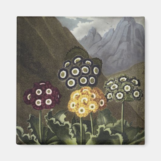 Auriculas van Dr. John Robert Thornton Magneet (Voorkant)