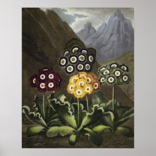 Auriculas van Dr. John Robert Thornton Poster