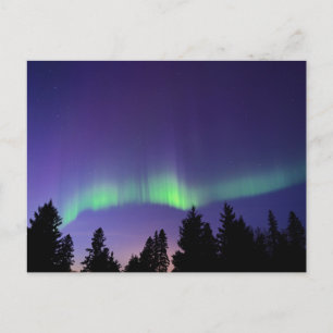 Aurora Borealis en bomen Manitoba, Canada Briefkaart