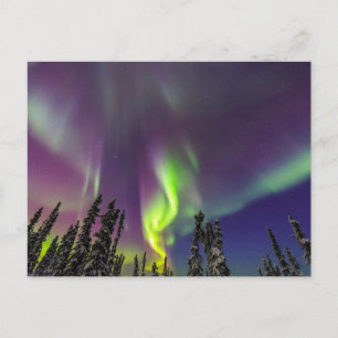 Aurora Borealis   Fairbanks, Alaska Briefkaart