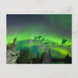 Aurora borealis over boreale bossen briefkaart