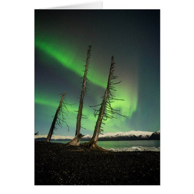 Aurora d'épinette oubliée (Devant)